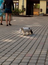 The happiest cat evar, Riga, Latvia