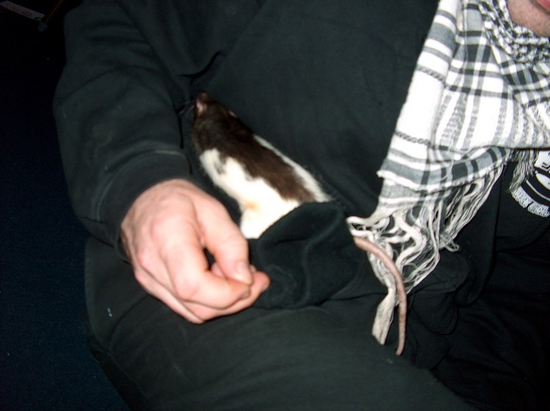 Host Kuba's pet rat, in his apartment, Cesky Tesin, Czech Republic
