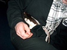 Host Kuba's pet rat, in his apartment, Cesky Tesin, Czech Republic